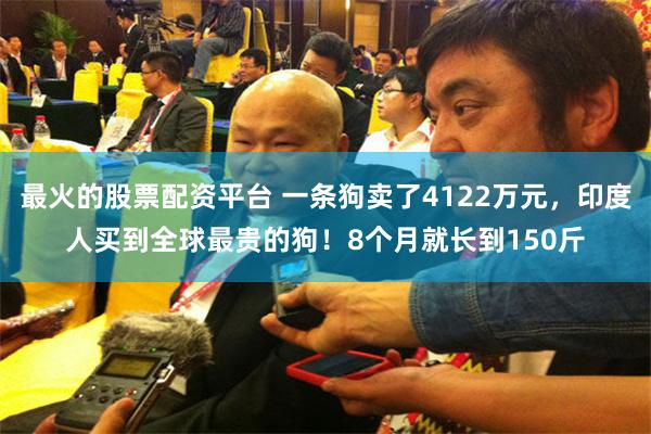 最火的股票配资平台 一条狗卖了4122万元，印度人买到全球最贵的狗！8个月就长到150斤